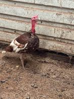 Rode ardenner kalkoen, Dieren en Toebehoren, Pluimvee, Meerdere dieren, Kalkoen