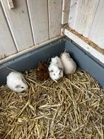 Jonge cavias, Cavia, Juni, Meerdere dieren, Tam
