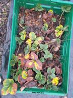 Aardbeien stekjes, Tuin en Terras, Ophalen of Verzenden, Zomer, Volle zon