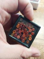 Ronde 6mm carneool cabochons, Ophalen of Verzenden