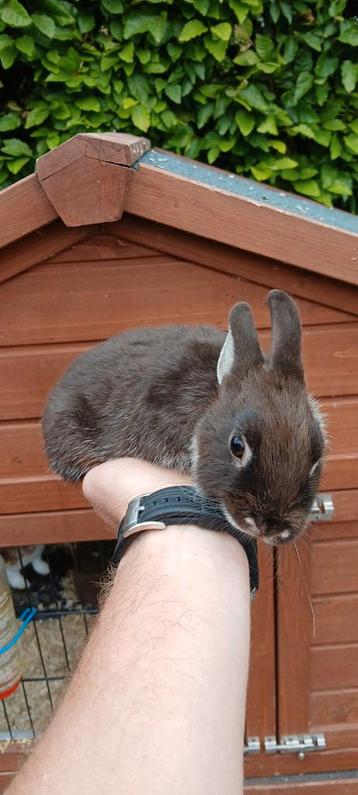 Super lief rammetje te koop 3 maanden oud beschikbaar voor biedingen