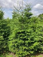 Nordman kerstbomen Gezaagd 150 cm - 3.75 mtr., Ophalen, Zomer, Volle zon, Overige soorten