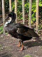 Woerd (loopeend) te ruil/koop, Mannelijk, Eend