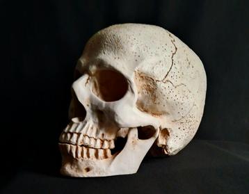 mensenschedel replica mens schedel met onderkaak tattoo deco beschikbaar voor biedingen