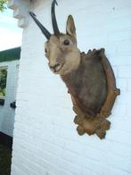 opgezette gems bergdier, Ophalen