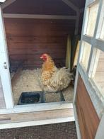2 cochin hennen, Dieren en Toebehoren, Vrouwelijk, Kip