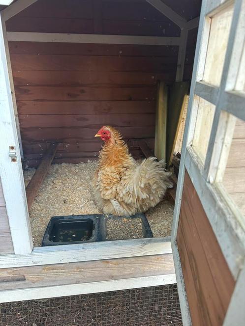 2 cochin hennen, Dieren en Toebehoren, Pluimvee, Kip, Vrouwelijk
