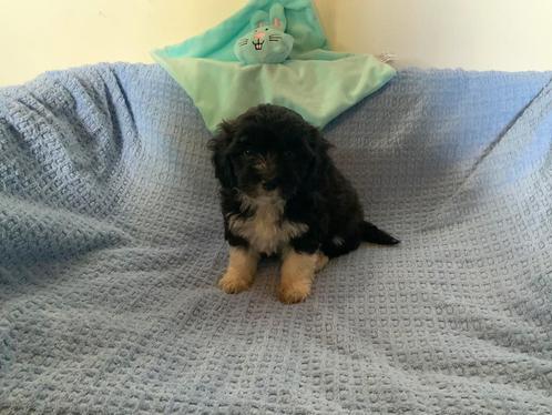 Boomer pups, Dieren en Toebehoren, Honden | Chihuahua's en Gezelschapshonden, Meerdere dieren, Fokker | Professioneel, Meerdere