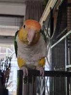 Koppeltje caique tekoop, Meerdere dieren, Papegaai, Tam