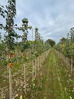 Ginkgo biloba  Japanse notenboom, Tuin en Terras, Planten | Bomen, Ophalen, Volle zon, Overige soorten
