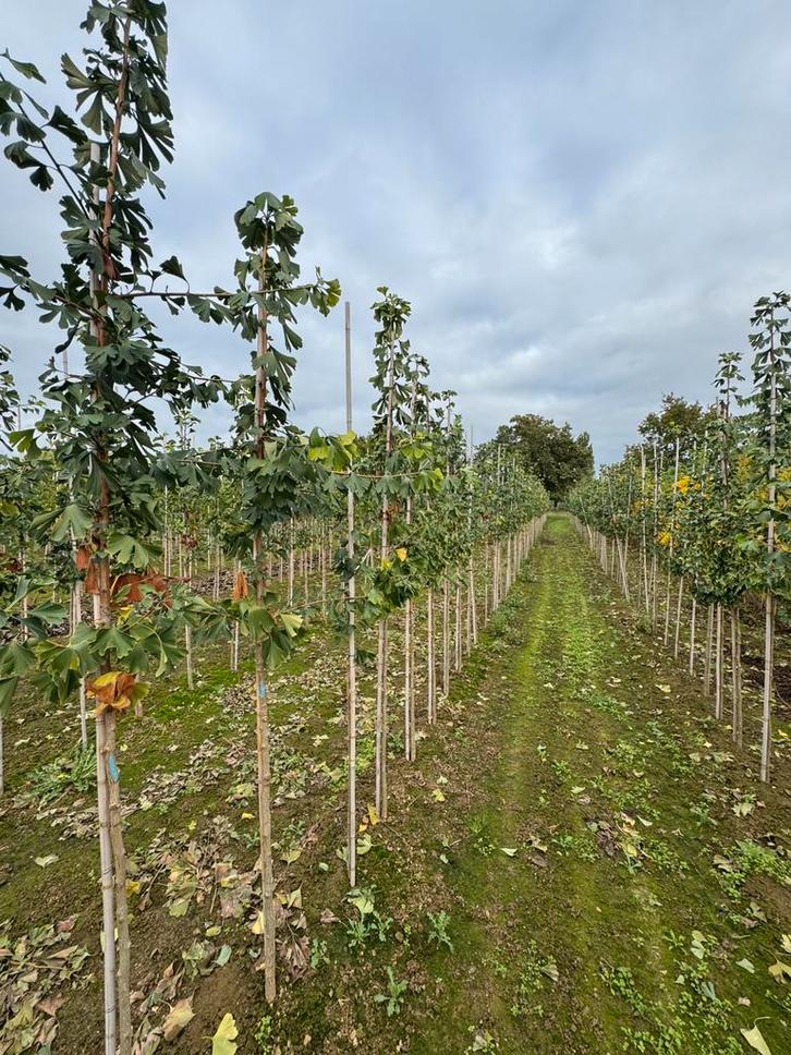 Ginkgo biloba  Japanse notenboom, Tuin en Terras, Planten | Bomen, Overige soorten, Volle zon, Ophalen