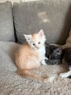 Main cone kitten kater, Meerdere dieren