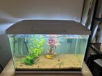 60 liter aquarium, Ophalen, Gebruikt, Gevuld zoetwateraquarium