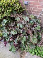 Purperklokje, Ophalen, Overige soorten, Struik, Minder dan 100 cm