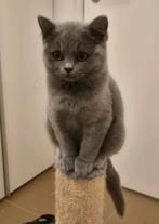 Britse korthaar en langhaar kittens super lief, Dieren en Toebehoren, Katten en Kittens | Dekkaters