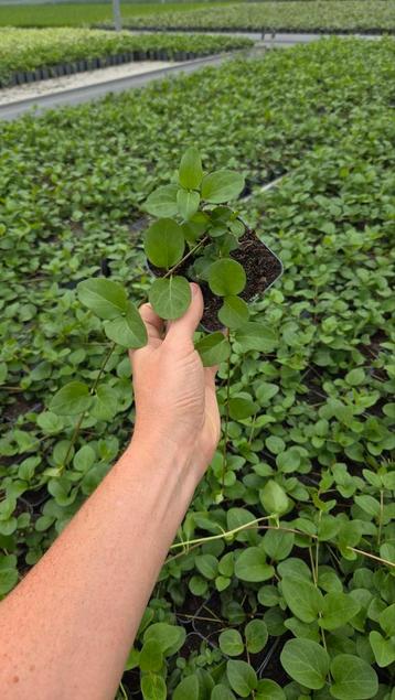 Vinca Major - grootbladige maagdenpalm- 9cm - vaste plant beschikbaar voor biedingen