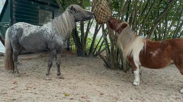 2 lieve verzorgpony’s aangeboden beschikbaar voor biedingen