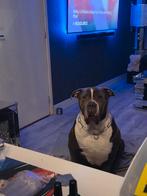 Bully xl teefje 5 jaar stamboom, Dieren en Toebehoren, Teef, Bulldog, Eén hond, 3 tot 5 jaar