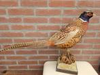 Prachtige opgezette ringnek fazant uitmuntend, Ophalen of Verzenden, Nieuw, Vogel, Opgezet dier