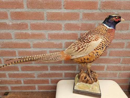 Prachtige opgezette ringnek fazant uitmuntend, Verzamelen, Dierenverzamelingen, Nieuw, Opgezet dier, Vogel, Ophalen of Verzenden