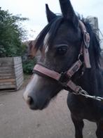 Super makke 2 jarige, Dieren en Toebehoren, Ophalen, Overige soorten