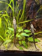 Farlowella, Dieren en Toebehoren, Vissen | Aquariumvissen, Vis