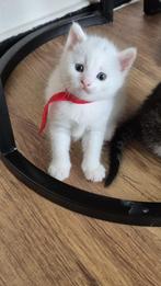 Angora kittens, Ontwormd