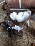 Prachtige boergeit met 2 unieke lammeren!, Dieren en Toebehoren, Schapen, Geiten en Varkens, Meerdere dieren, 0 tot 2 jaar, Geit