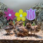 Jonge tamme Cream legbar kuikens gesekst en ingeënt, Meerdere dieren, Kip