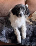 Schotse collie x konings poedel puppy, Dieren en Toebehoren, Honden | Niet-rashonden, Rabiës (hondsdolheid), 15 weken tot 1 jaar