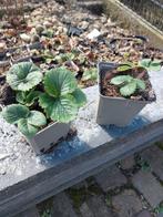 Zoete aardbeienplantjes., Tuin en Terras, Planten | Tuinplanten, Ophalen, Volle zon, Vaste plant, Zomer