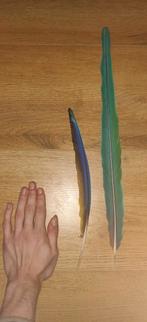Grote staart/vleugel papagaaien veren, Nieuw, Ophalen of Verzenden, Materiaal