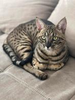 Savannah kater, Dieren en Toebehoren, Katten en Kittens | Raskatten | Korthaar, Kater