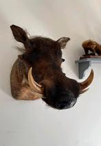 Opgezette dieren wrattenzwijn  taxidermie, Verzamelen, Dierenverzamelingen, Opgezet dier, Ophalen of Verzenden, Zo goed als nieuw