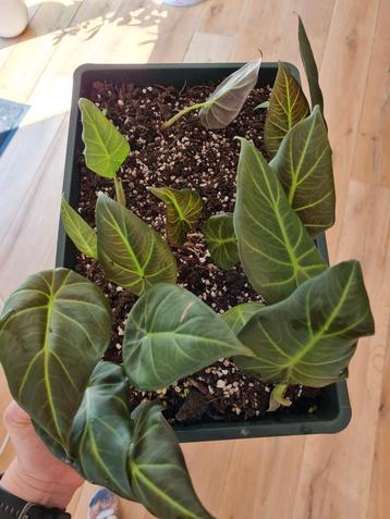 Alocasia regal shield plantjes beschikbaar voor biedingen