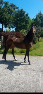 5 jarige dressuur merrie te koop!!, Dieren en Toebehoren, Merrie, Gechipt, Dressuurpaard, Zadelmak