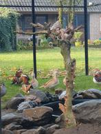 Koppel prachtige Mandarijn eenden, Dieren en Toebehoren, Meerdere dieren, Eend