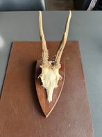 Herten schedel, Ophalen of Verzenden, Gebruikt, Hert, Schedel