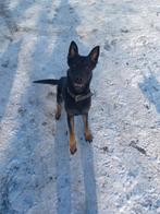 Duitse x Mechelse herder reu 1,5 jaar, Reu, 1 tot 2 jaar, Parvo, Eén hond