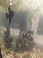 Aquarium, Dieren en Toebehoren, Vissen | Aquariumvissen, Vis