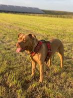 Stafford, Dieren en Toebehoren, 6 jaar of ouder, Overige rassen, Teef, Eén hond