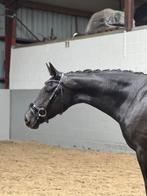 Merrie van For Ferrero x Glock's Toto JR 3 jaar, Dieren en Toebehoren, Merrie, Gechipt, Dressuurpaard, 3 tot 6 jaar