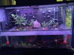 Glazen paludarium 60x20x60, Ophalen of Verzenden, Nieuw, Terrarium of Paludarium