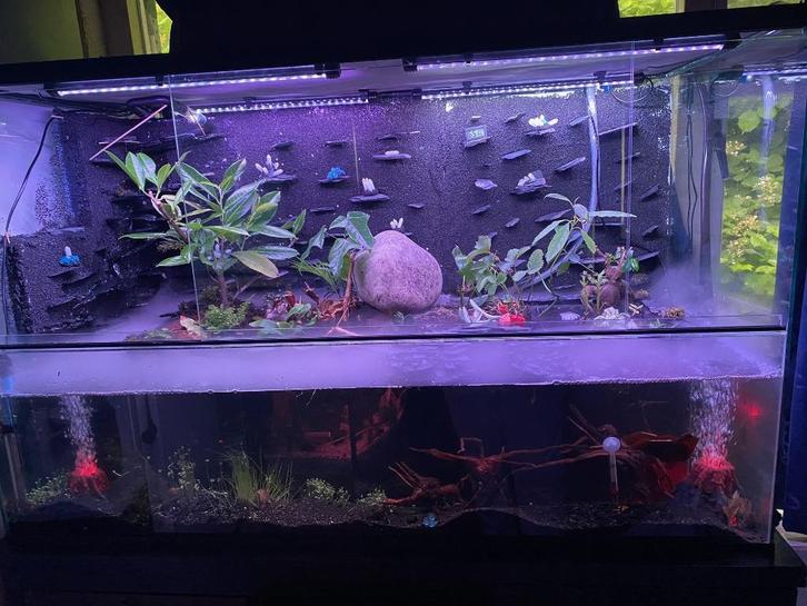 Glazen paludarium 60x20x60, Dieren en Toebehoren, Reptielen en Amfibieën | Toebehoren, Nieuw, Terrarium of Paludarium, Ophalen of Verzenden