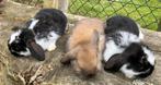 Te koop NHD konijnen., Dieren en Toebehoren, Meerdere dieren, Dwerg, 0 tot 2 jaar