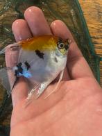 Maanvis, Dieren en Toebehoren, Vogels | Parkieten en Papegaaien, Meerdere dieren, Parkiet