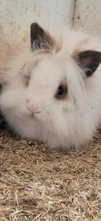 Vos konijntje, Juni, Mannelijk, Overige typen