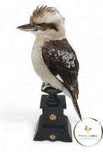 Recent opgezette Kookaburra, Nieuw, Opgezet dier, Vogel, Ophalen of Verzenden