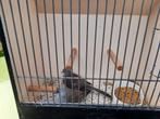 Koppel wildkleur diamant duifjes, Dieren en Toebehoren, Vogels | Overige Vogels, Meerdere dieren, Tropenvogel, Geringd