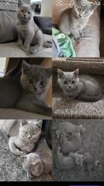 Britse kitten, Dieren en Toebehoren, Katten en Kittens | Raskatten | Korthaar, Meerdere dieren, Ontwormd, 0 tot 2 jaar